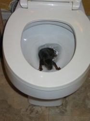 squirrel in toilet